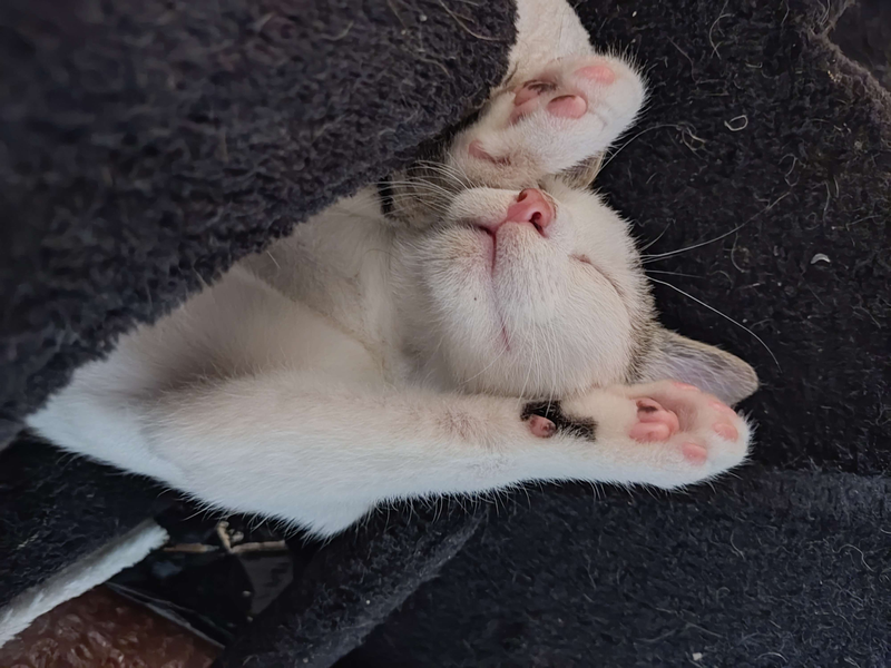 Kot Marcel pokazuje brzuch